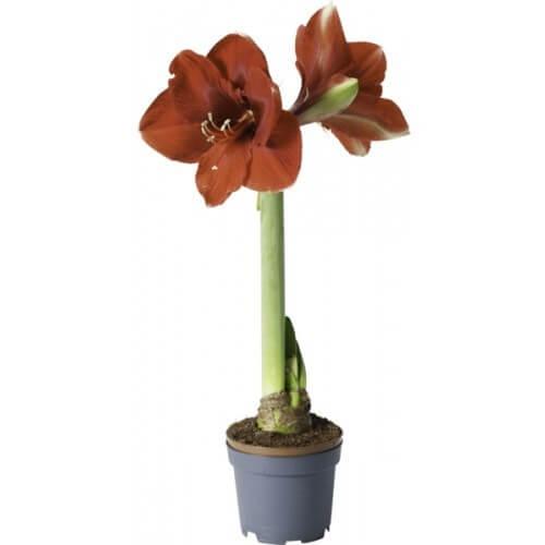 Amaryllis 1-stänglad