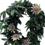 Passionsblomma
