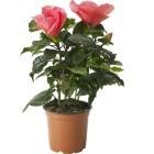 hibiskus