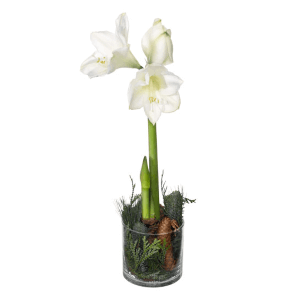 Vinteramaryllis i glaskruka