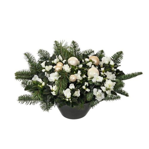 Azalea i kruka