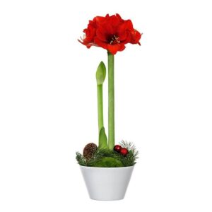 JULAMARYLLIS I KRUKA