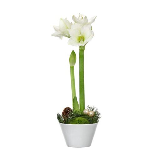 VINTERAMARYLLIS I KRUKA