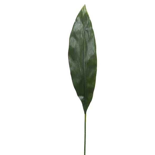 Aspedistra