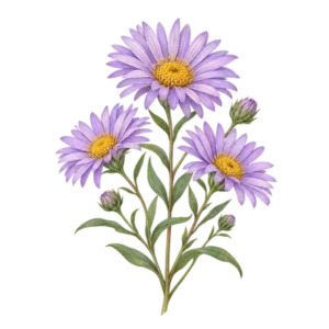 Lila aster med gula mittpartier.