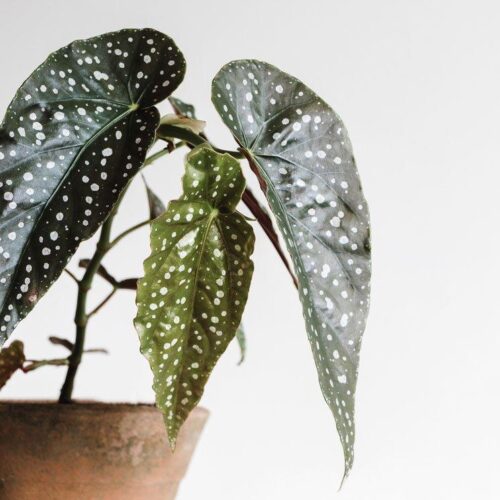 forellbegonia