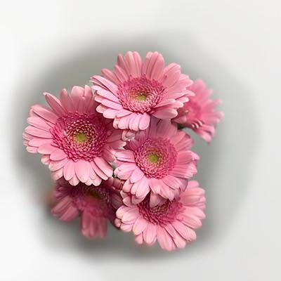 rosa gerbera