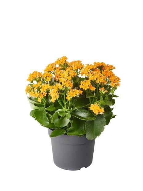 Kalanchoe utomhus