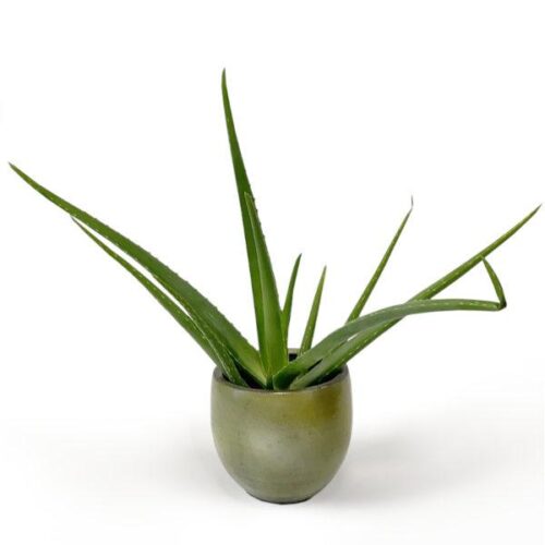 keramisk kruka