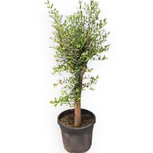 stor olivträd