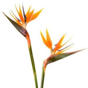 Papegojblomma