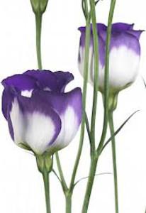 Snittblommor