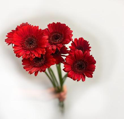 Röd gerbera