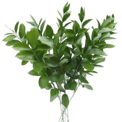 Ruscus/ tungmyrten